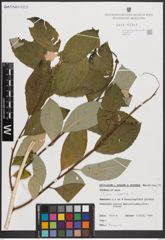 Foto von Salix caprea L.
